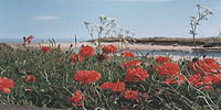 Wild Poppies bloom on the edge of Riverside Road